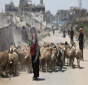 مواطنون يرعون أغنامهم وإبلهم بالقرب من خيام ومبانٍ مدمرة في منطقة المغراقة وسط قطاع غزة، محاولين مواصلة حياتهم اليومية وسط الأنقاض والدمار الواسع الذي خلفته الحرب